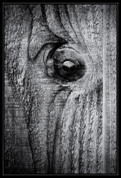 Oeil