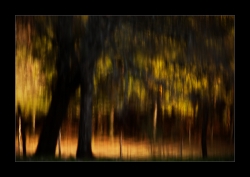 les amants de la forêt..
