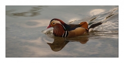 P'tit canard.