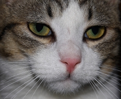 Regard