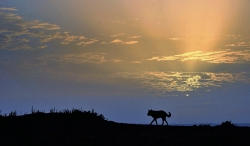 entre chien et loup