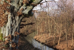 Sous-bois près de Mirebeau sur Bèze (21)