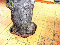 Tilleul traversant terrasse