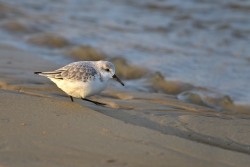bécasseau sanderling