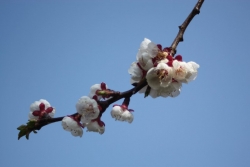 le printemps