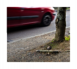 les champignons des villes...vroum