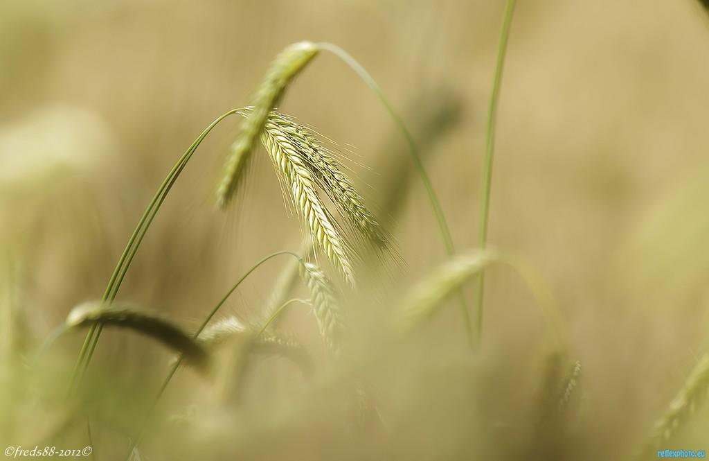 Douce nature