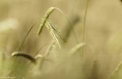Douce nature