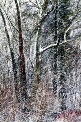 tombe la neige