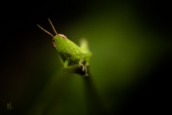 Du vert....