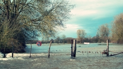 Danger taureau