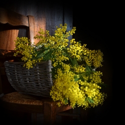 mimosas de la Côte Ouest