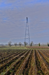 Le vignoble