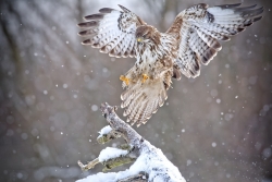 Landing