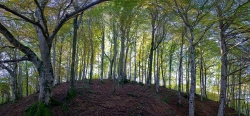 Hétraie - Ariège
