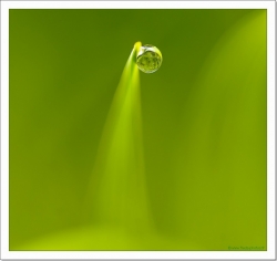 Un peu de verdure ......... zénitude