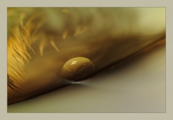 Ambre et lumière