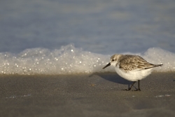 Becasseau sanderling