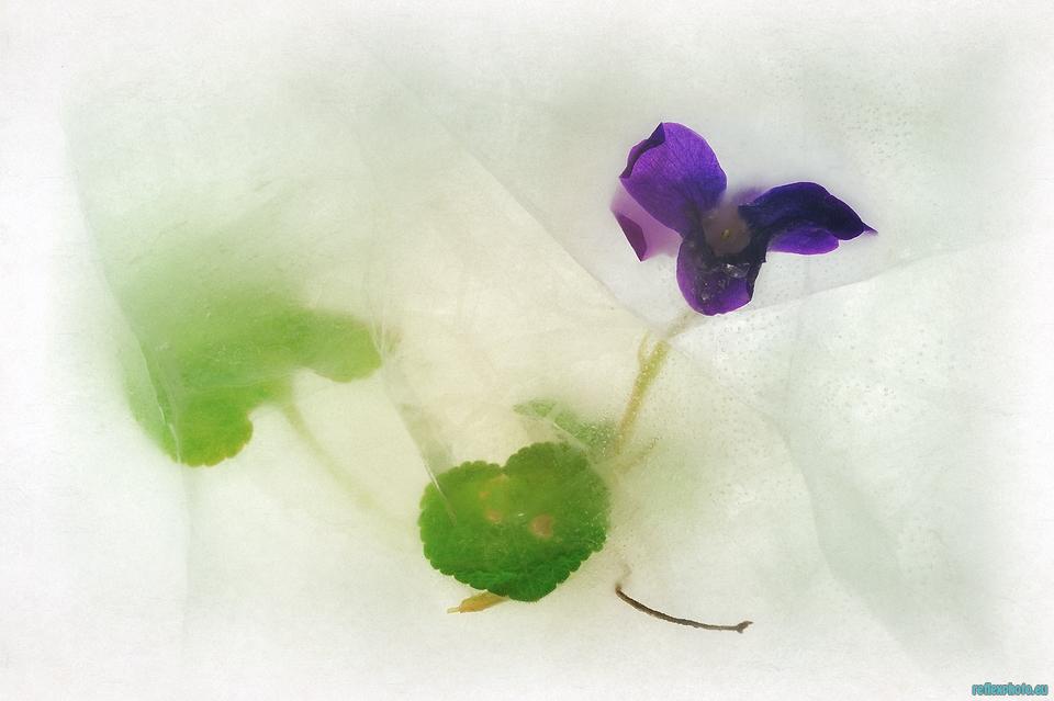 Violette