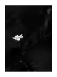 Le parfum