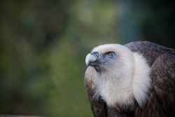 Portrait d'un Vautour
