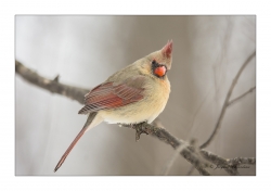 Femelle Cardinale