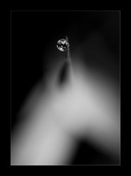 Emergence