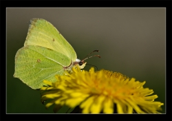 Jaune sur jaune