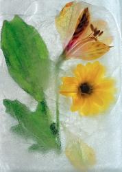 Transparence cristaline