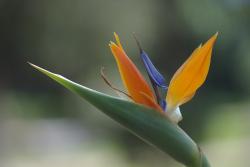 Oiseau de paradis