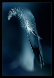 Abysse
