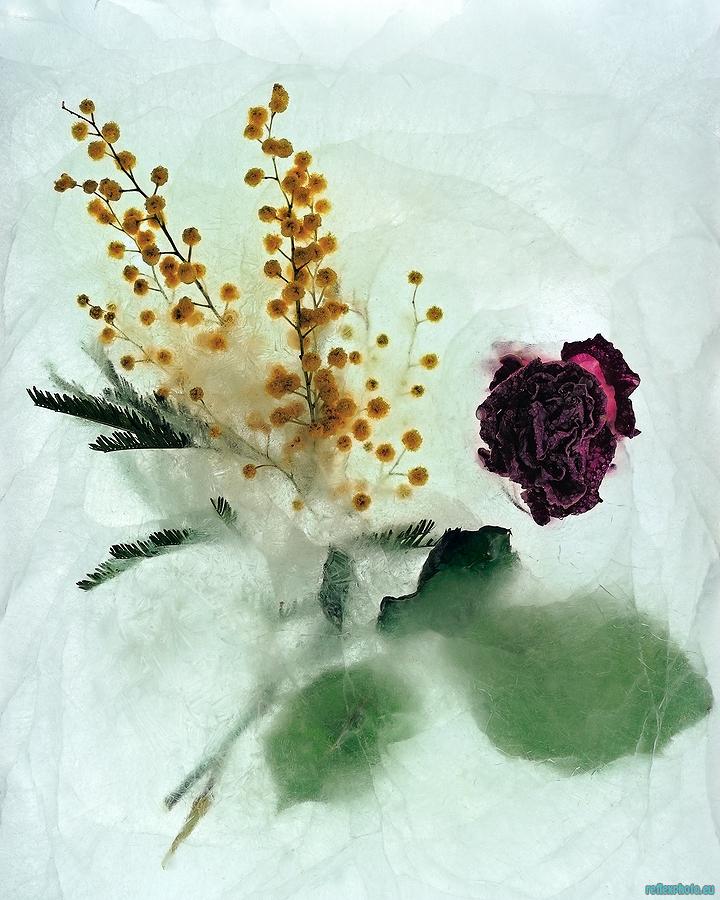 Eternité glacée