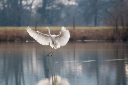 Grande Aigrette