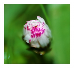 carré rose