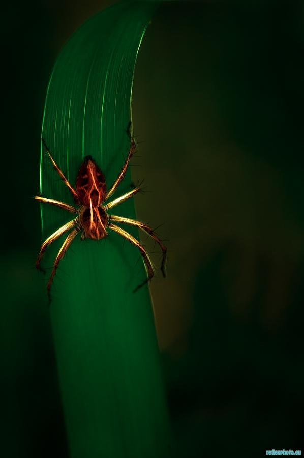 Spider