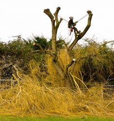 dans un arbre perché