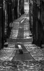 ruelle au chat