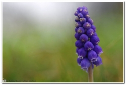 Muscari