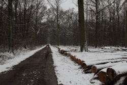 Du bois ... pour l'hiver .... ( x3)