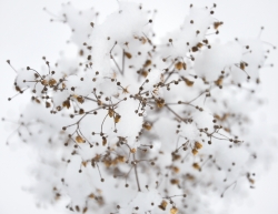 Une plante habillée pour l'hiver