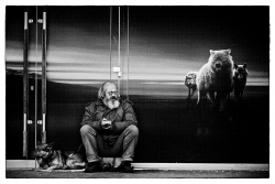 Entre chien et loups