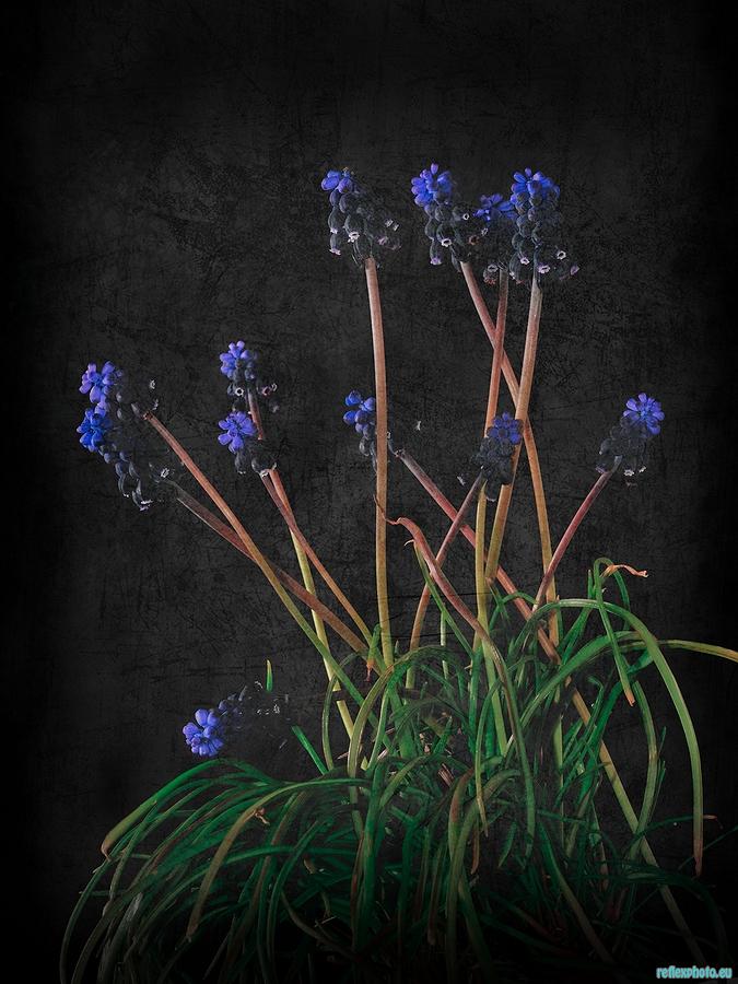 Muscari