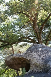 forêt de Fontainebleau