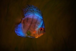 Mac Fish..