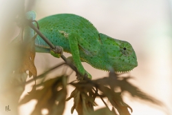 Caméléon Baby