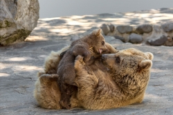 Tendresse