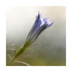 Esquisse florale