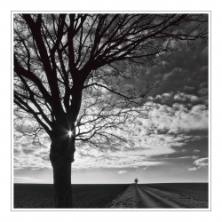 L'arbre étoilé