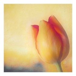 une fleur tombée
