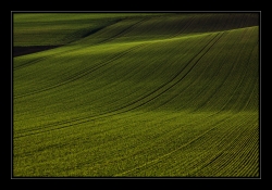 Le tapis vert